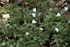 Anemonoides nemorosa