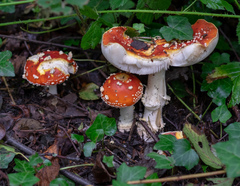 Amanita muscaria