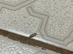 Lepismatidae