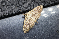 Haritalodes derogata