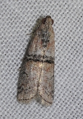 Merulempista turturella