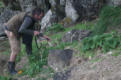 Urtica australis