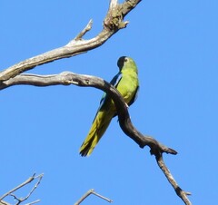 Neophema chrysostoma