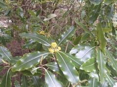 Pittosporum eugenioides