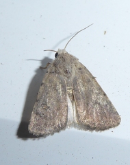 Caradrina clavipalpis