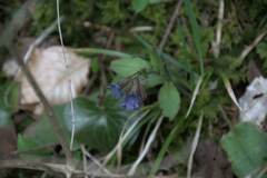 Pulmonaria