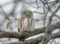 Glaucidium passerinum