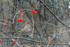 Turdus atrogularis