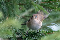 Phylloscopus collybita