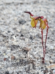 Caleana nigrita