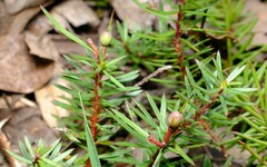 Persoonia chamaepeuce