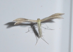 Merrifieldia malacodactylus