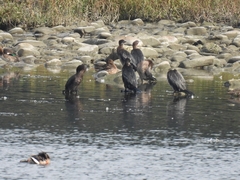 Microcarbo pygmaeus