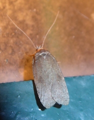 Agonopterix cnicella