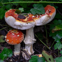 Amanita muscaria