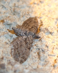 Eupithecia oxycedrata