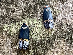 Penthicodes farinosus