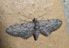 Eupithecia oxycedrata