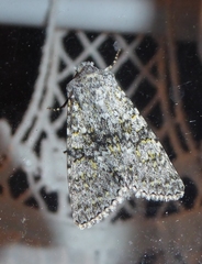 Polymixis xanthomista