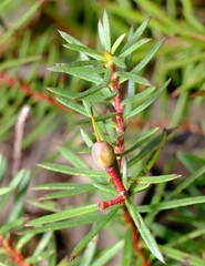 Persoonia chamaepeuce