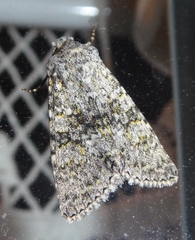 Polymixis xanthomista