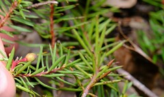 Persoonia chamaepeuce