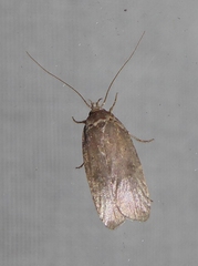 Agonopterix cnicella