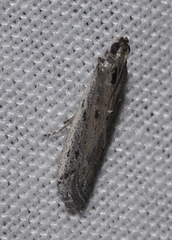 Phycitodes lacteella