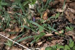 Pulmonaria