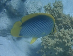 Chaetodon melannotus