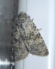 Polymixis xanthomista