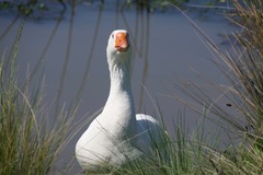 Anser anser domesticus × anser cygnoides domesticus