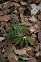 Anemonoides ranunculoides