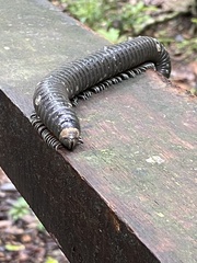 Diplopoda