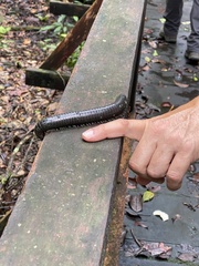 Diplopoda