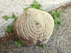 Monilinia fructigena