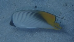 Chaetodon auriga