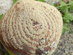 Monilinia fructigena