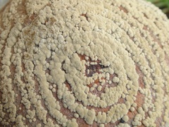 Monilinia fructigena