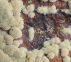 Monilinia fructigena