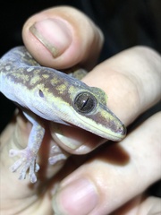 Oedura tryoni