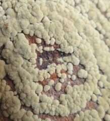 Monilinia fructigena
