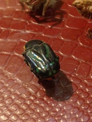 Chlorobapta frontalis