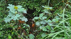 Macleaya cordata