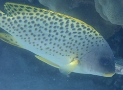 Plectorhinchus gaterinus