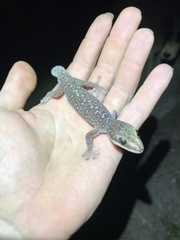 Oedura tryoni