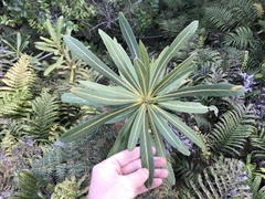 Pseudopanax chathamicus