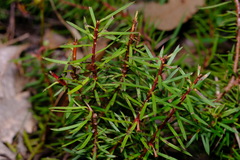Persoonia chamaepeuce