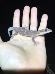 Oedura tryoni