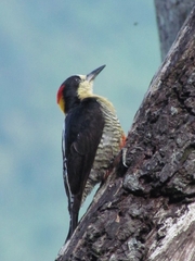 Melanerpes pulcher